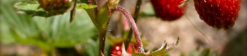 Navajas con fresas, sorbete de sidra y plátano verde